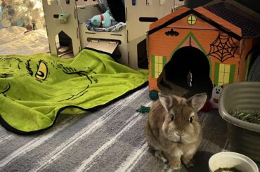 Boba wants attention and asked me to post this