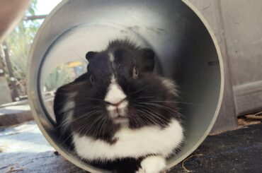 Two of my bunnies