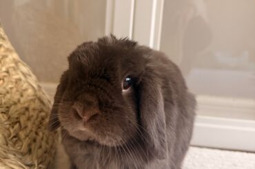 Everyone welcome our newest family member- sweet baby Milo 🤎