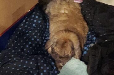 Our Munchkin has passed. :(