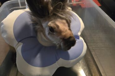 Please appreciate Bourbon's Halloween costume