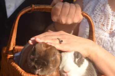 The Floofersons were not impressed with our engagement🫣