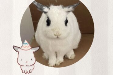 ✨ Swipe to see all these adorable buns I drew! Which one is your favorite? 🐰💕
