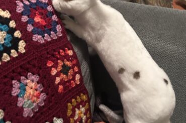 Elongated bun