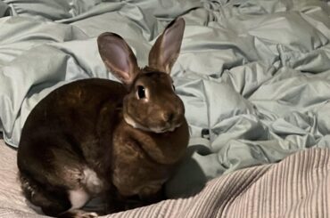 I’m so proud! Charlotte has been here a month with zero bed accidents.