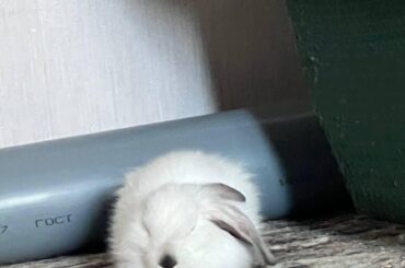 My lil rabbit likes to run into a corner and turn into a circle