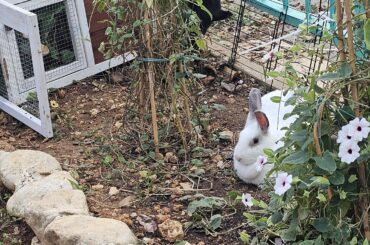 Bunny safe garden or buffet al fresco.🫛🌶🥬🌸