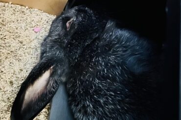 I’m sorry I just had to share it.  My boy loves his cubby under the TV.