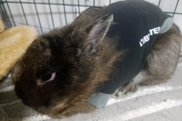 How should I hold rabbit