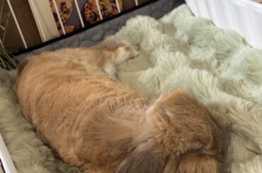 How many hours does your rabbit sleep a day?