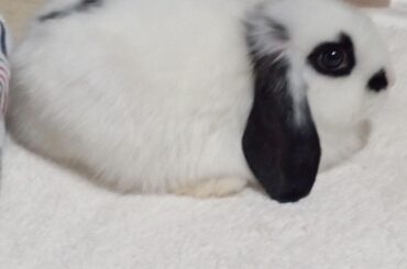 how do i make myself more likeable to my bunny?