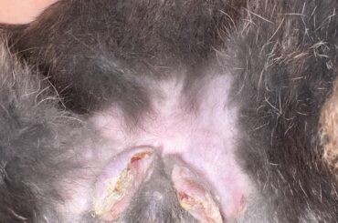 Is my bunny neuter incisions healing well?