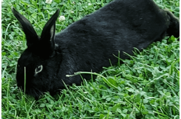 My best friend, Roger, died today... I am absolutely destroyed and broken apart. He is leaving his wife, Daisy, alone. I don't know how to help her with his passing.