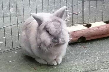 Angry bunny