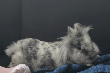 Is this what they call a couch potato?