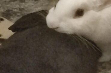 Tell me about when your bun was mad at you