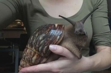 What species of Rabbit is this?