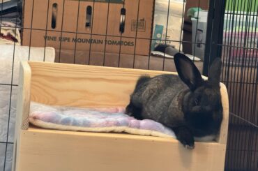 Post-neutering destructiveness