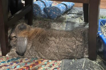 This is a relaxed position right? Or one that shows he’s in pain? He’s not eating all of his dinner but some. Eating hay and there was poop in his litter box. I noticed him kind wobble/trip once but he is older and blind so idk