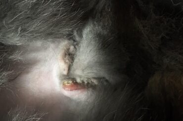 Is my bunny incision infected?