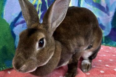 How precious is this bunnn???I’m going to meet her at the shelter Saturday ❤️