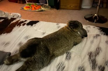 Bunny butt :)