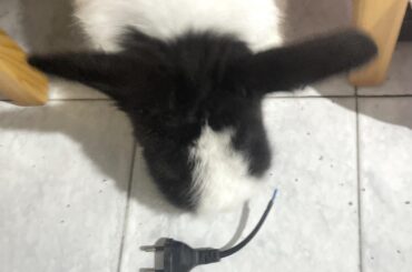 Should I get her a new friend?