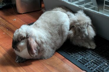 Sitting on her brother