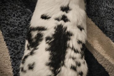 A comfortable fat boy