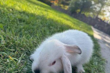 My cute little rabbit turns into a real predator when we let him walk around in our yard on the lawn