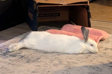 Comfy Bunny