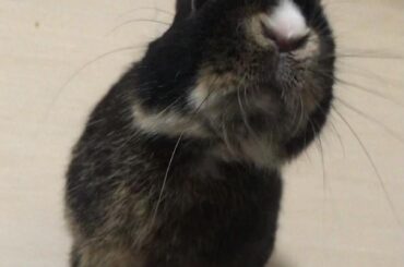 He sees the treat…