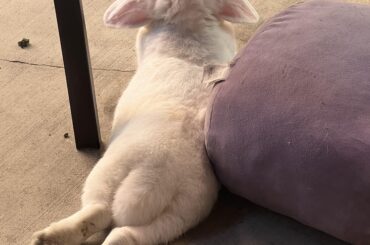 Sploot