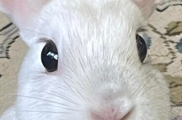 Our beautiful Liefje crossed the rainbow bridge 🌈🐰