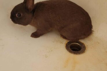 Rabbit dumped at friends house, care help needed