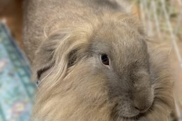 Justice for Pom Pom 💔