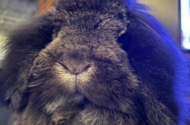In loving memory of Flash