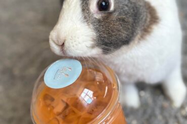 Two years with Bubble Tea