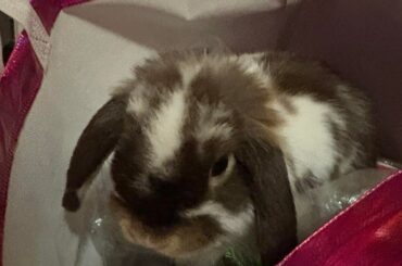 Buns are social creatures but mine prefers to be alone?