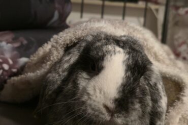 Bunloaf + Criminal minds= perfect evening