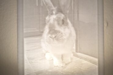 If you have a 3D printer you can make a lithophane nightlight of your bun