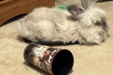 A follow-up to my last post since you can only have one pic per post: here he is chilling in the circle. It’s like if you put a circle down on the floor, a cat *will* sit in it. Except he’s not a cat. He’s a bunny. A very strange bunny. I love him so much.