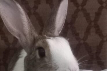 Do rabbits change color?