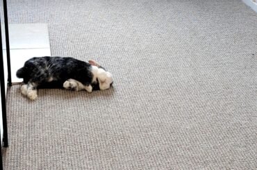 Can't get completely comfortable unless her ass is propped up on a tile.