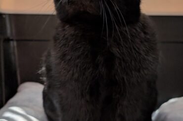 Cat tests to be safe for a rabbit