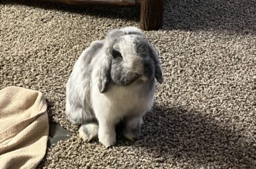 Just adopted this sweet girl. Everyone, meet Martha.