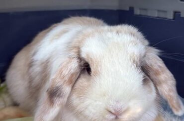 Please help me name my Rabbit!