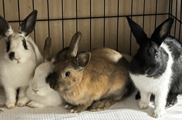 Found 4 Abandoned DOMESTIC Baby Rabbits in Our Local Park—Need Community Help to Fund Their Spays/Neuter and Vet Care 🙏