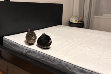 Bed potatas