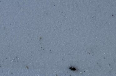 Bugs - what do I do?
